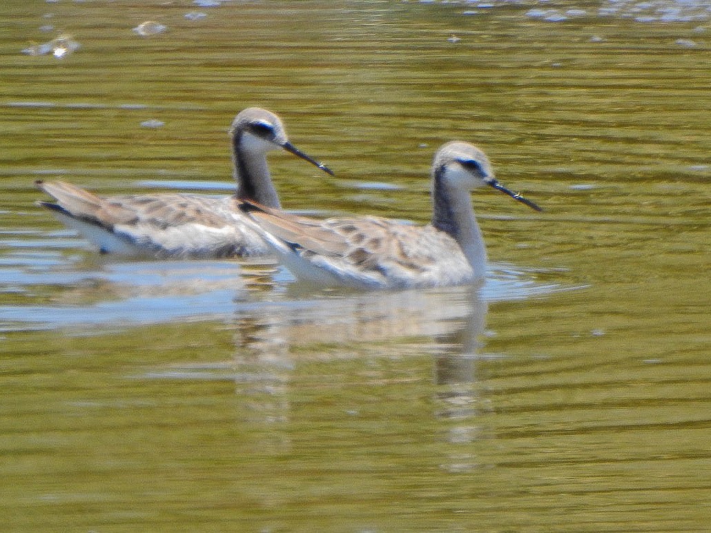 Phalarope de Wilson - ML636108332