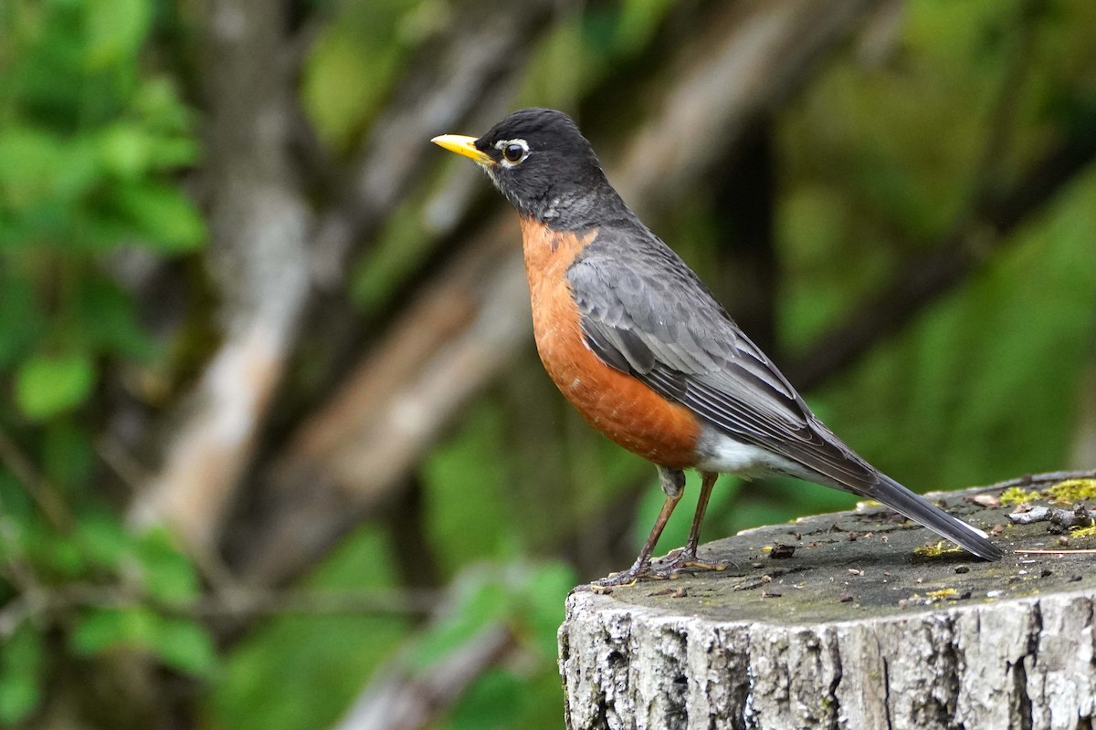 American Robin - ML636108495