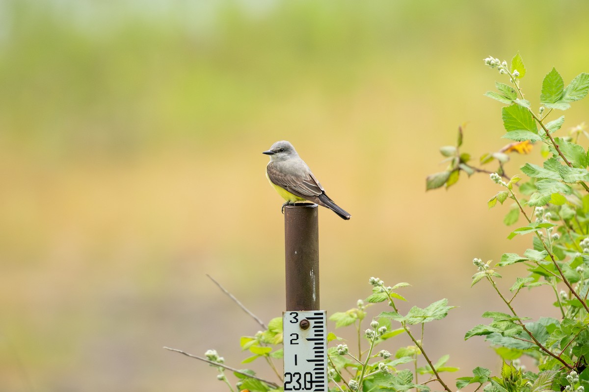 Western Kingbird - ML636108723