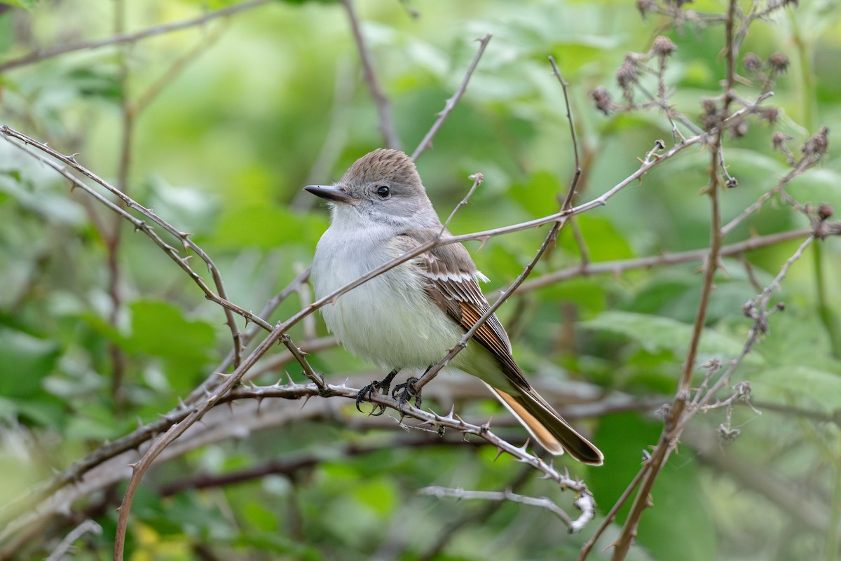 Ash-throated Flycatcher - ML636108729