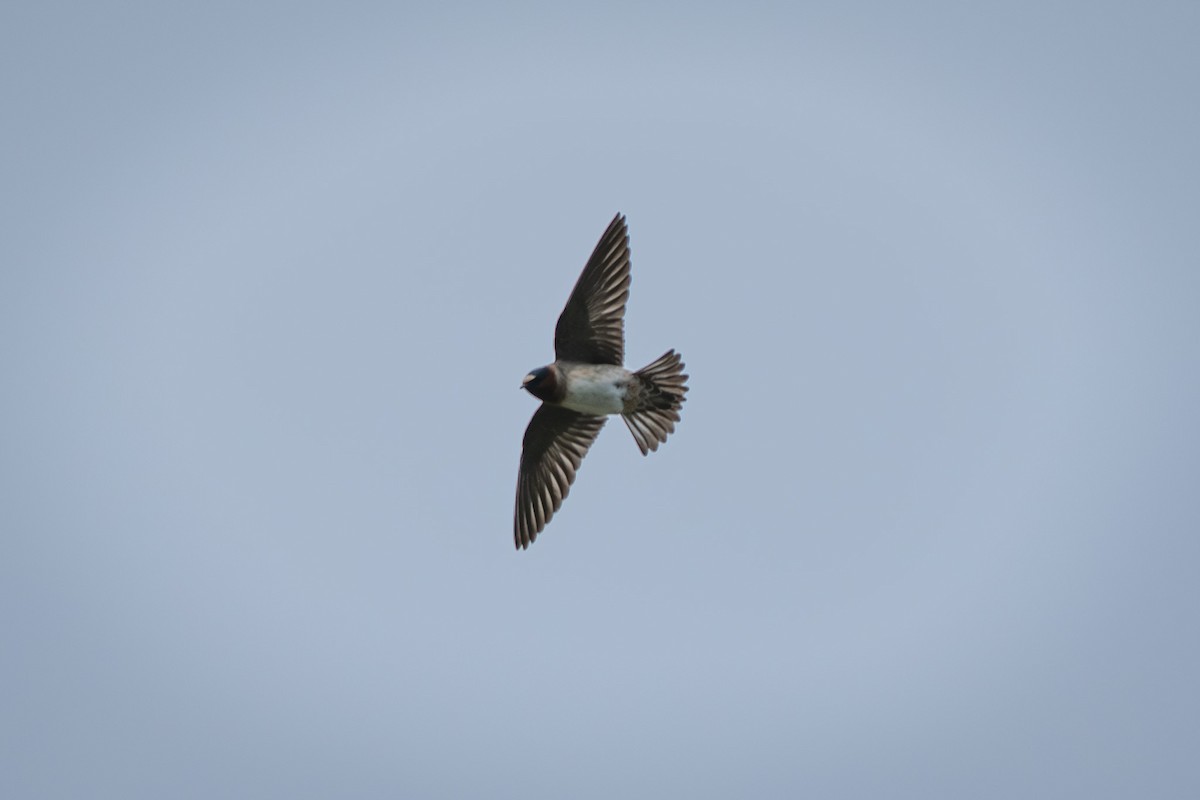 Cliff Swallow - ML636108753