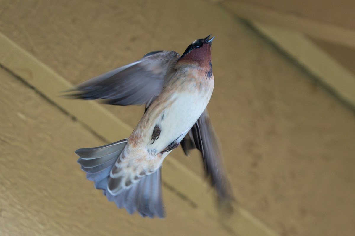 Cliff Swallow - ML636108770