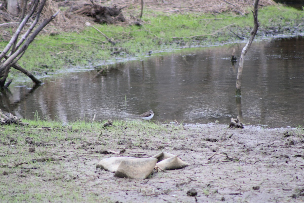 Solitary Sandpiper - ML636108811