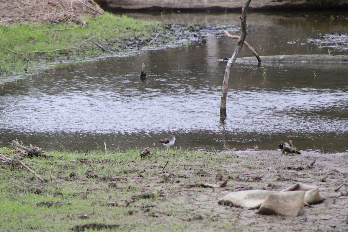 Solitary Sandpiper - ML636108813