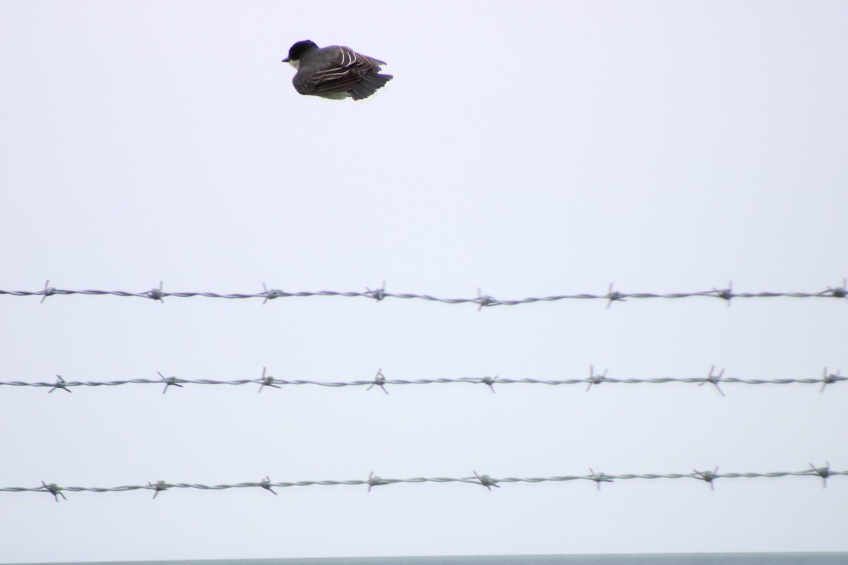 Eastern Kingbird - ML636108819