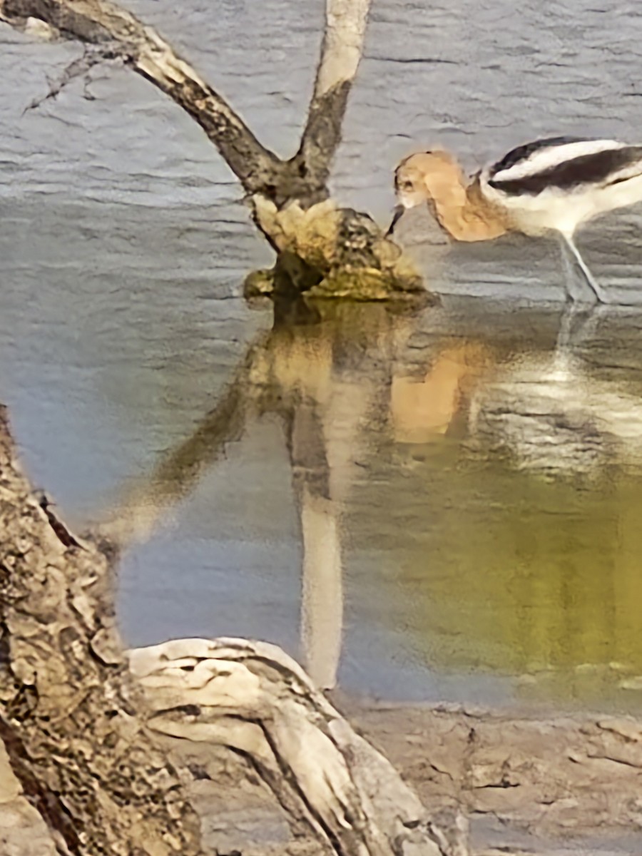 American Avocet - ML636108868