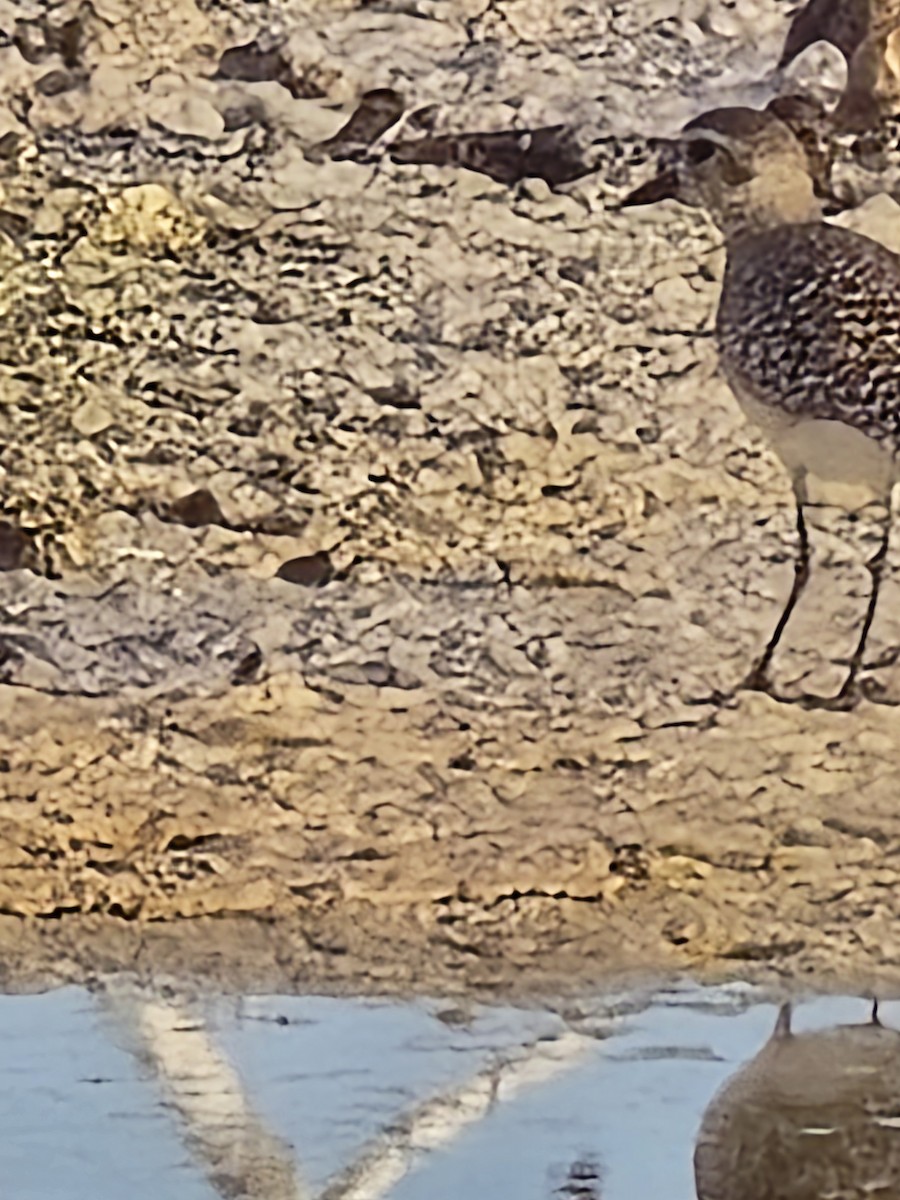American Golden-Plover - ML636108880
