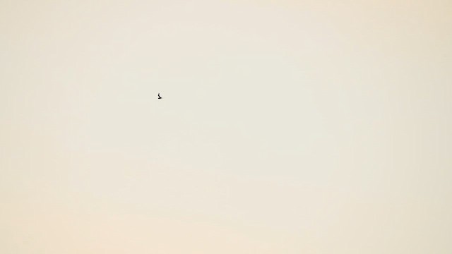 Antillean Nighthawk - ML636108889