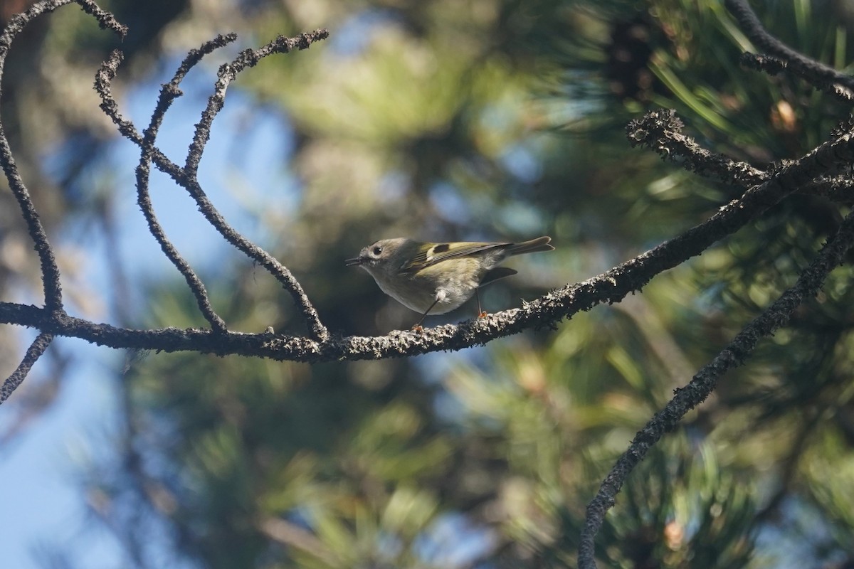 Goldcrest - ML636108890