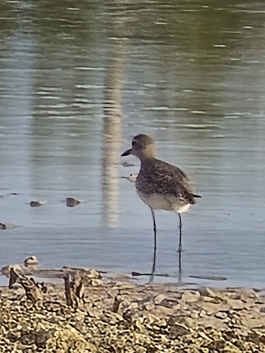 American Golden-Plover - ML636108892
