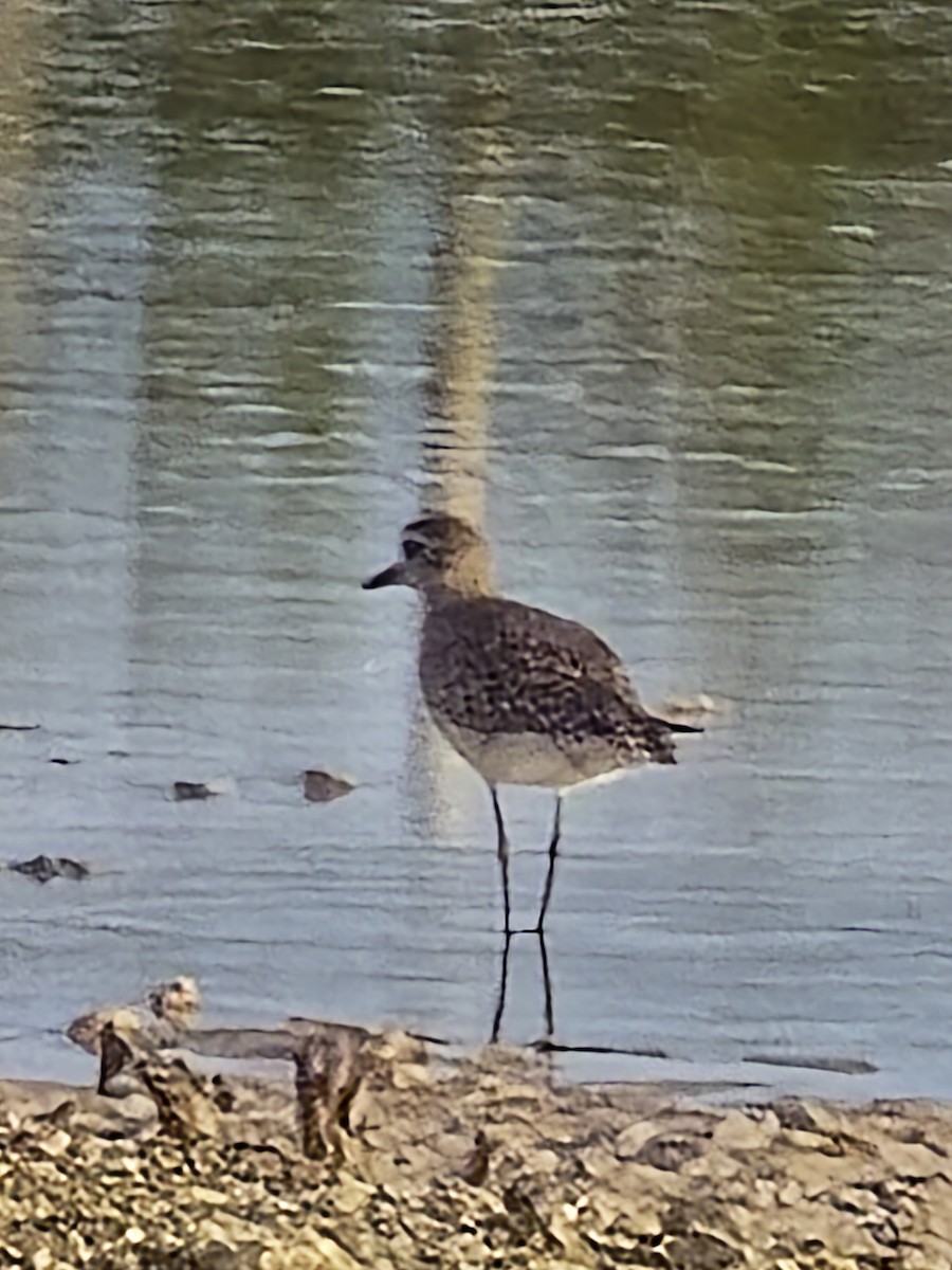 American Golden-Plover - ML636108903