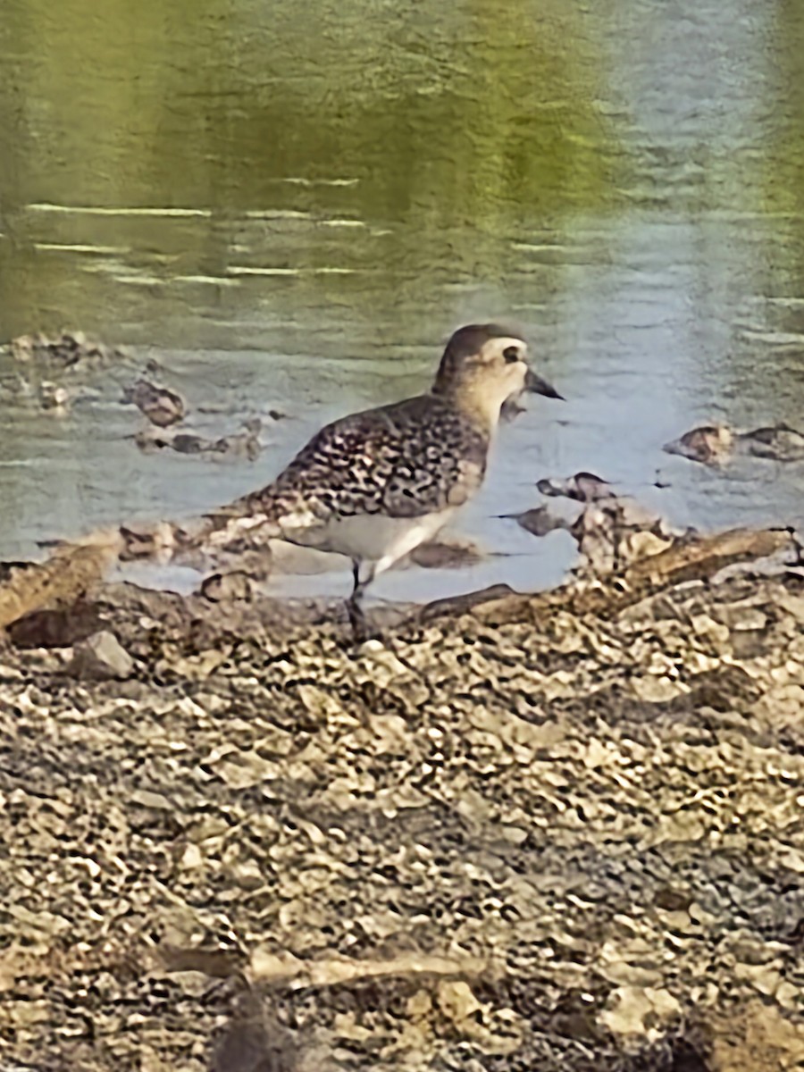 American Golden-Plover - ML636108907