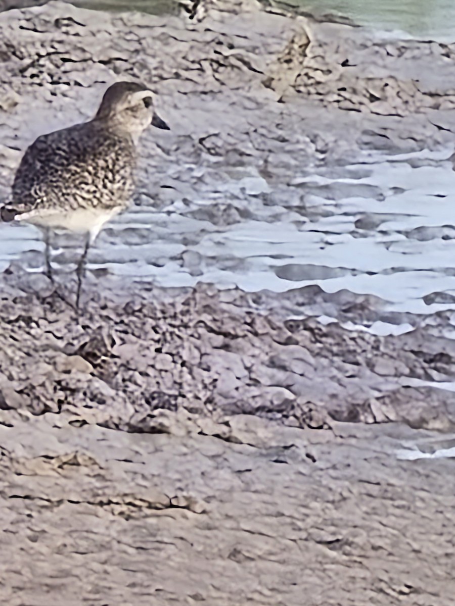 American Golden-Plover - ML636108923