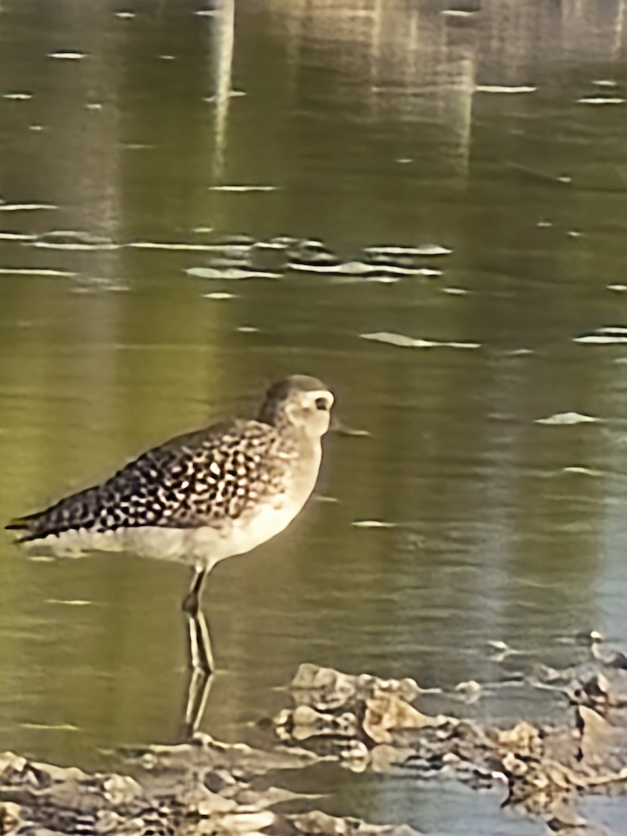 American Golden-Plover - ML636108935