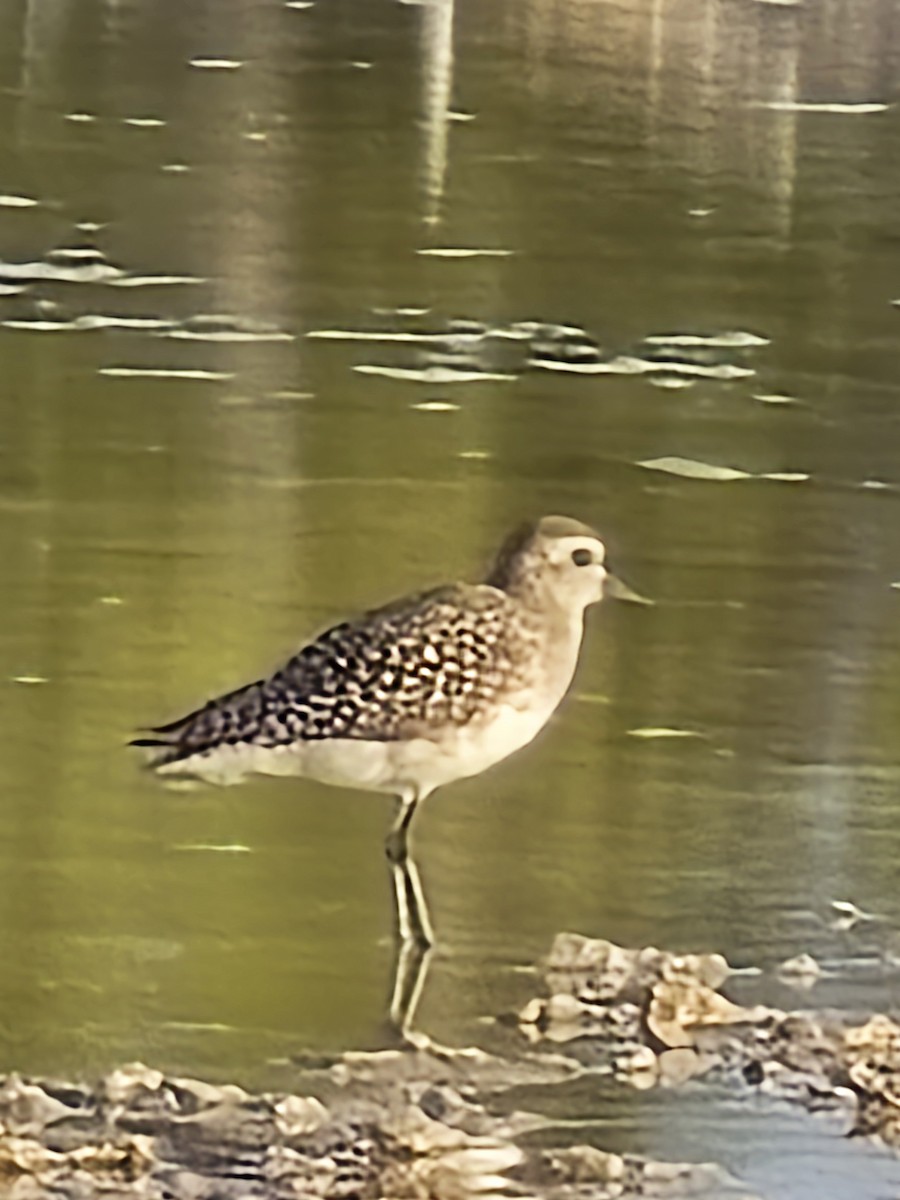 American Golden-Plover - ML636108945