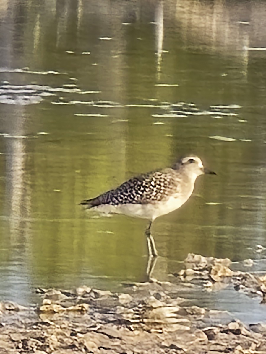 American Golden-Plover - ML636108954