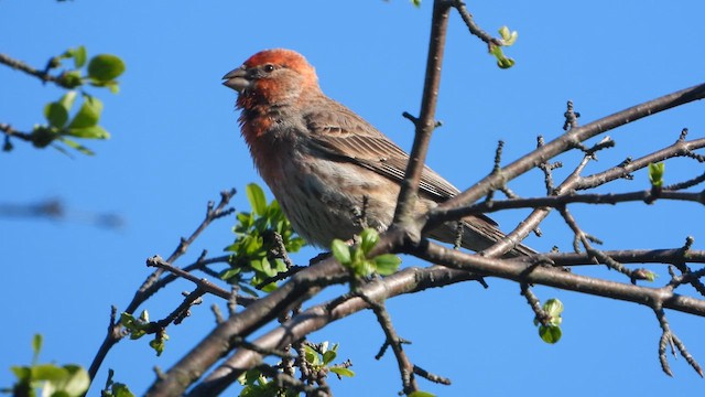 House Finch - ML636109035