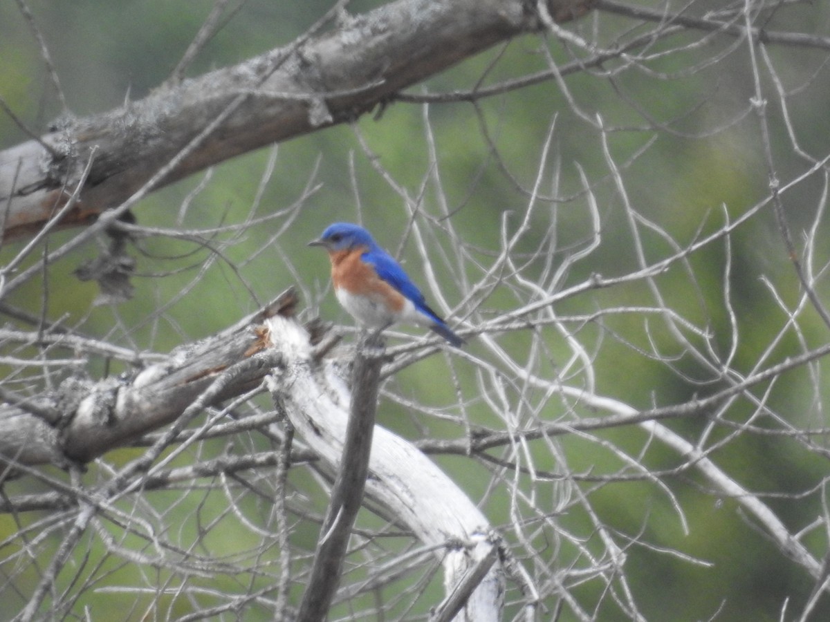 Eastern Bluebird - ML636109039