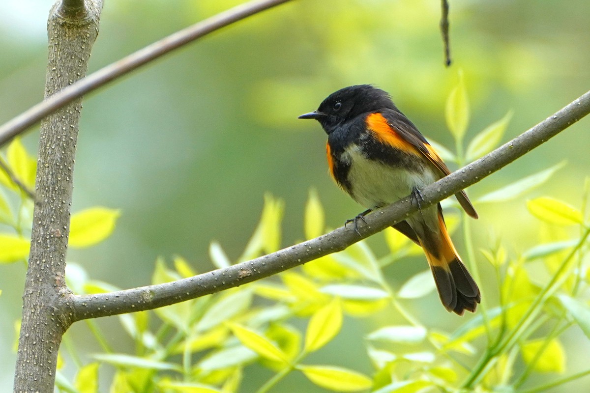 American Redstart - ML636109058