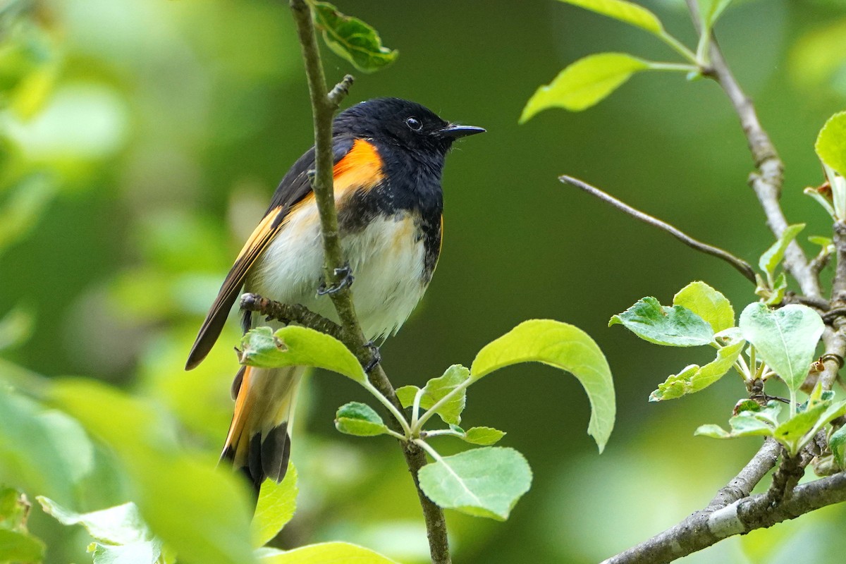 American Redstart - ML636109060