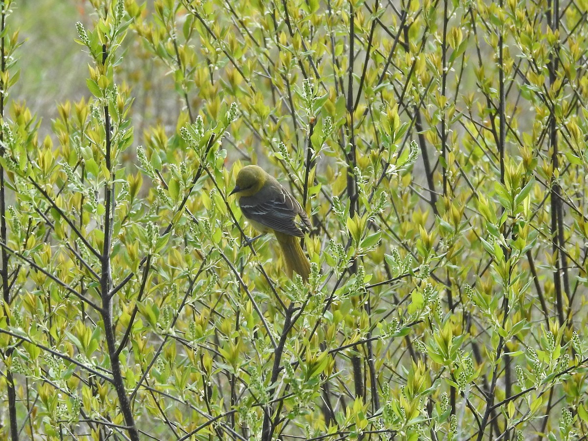 Orchard Oriole - ML636109083