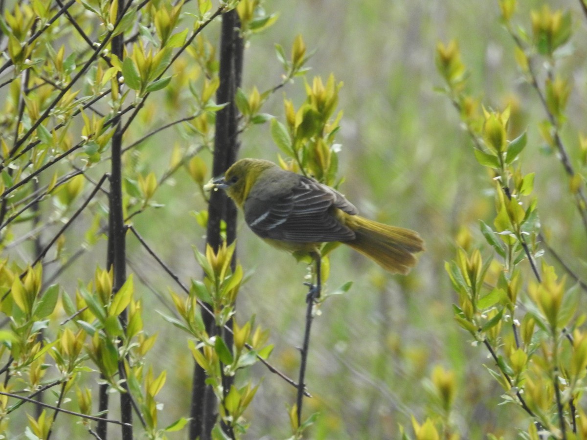 Orchard Oriole - ML636109084