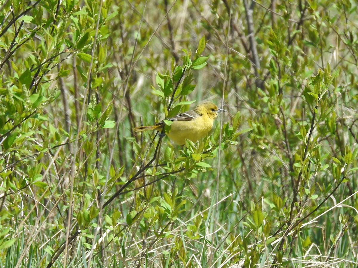 Orchard Oriole - ML636109085