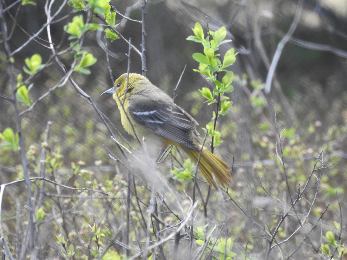 Orchard Oriole - ML636109086