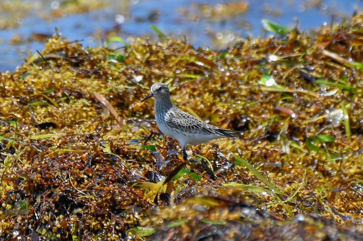 White-rumped Sandpiper - ML636109094