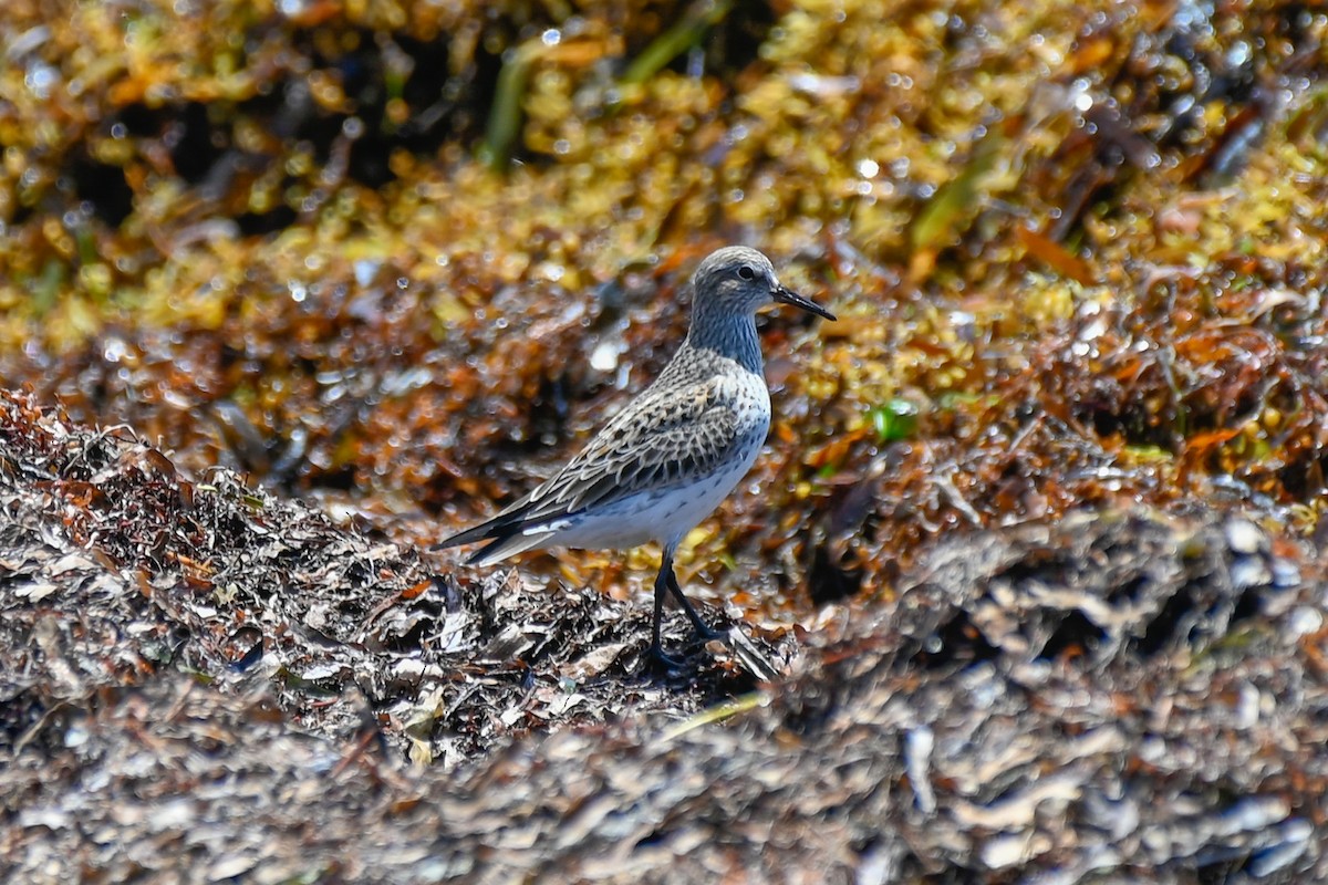 White-rumped Sandpiper - ML636109096