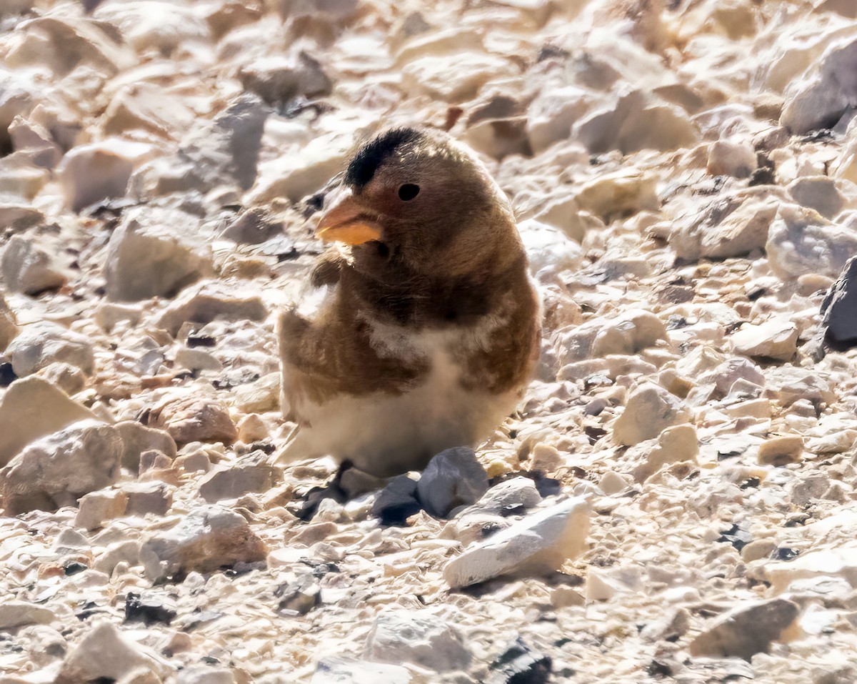 Crimson-winged Finch - ML636109098