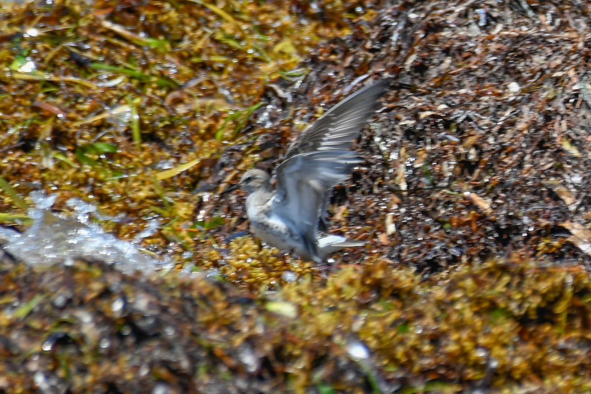 White-rumped Sandpiper - ML636109101