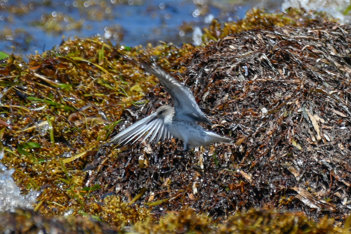 White-rumped Sandpiper - ML636109102