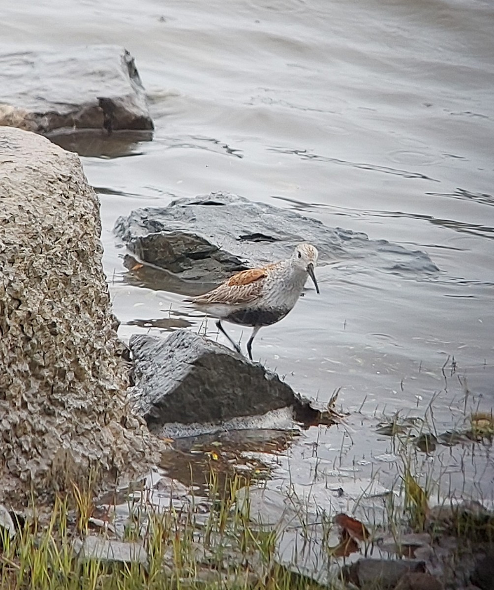 Dunlin - ML636109118