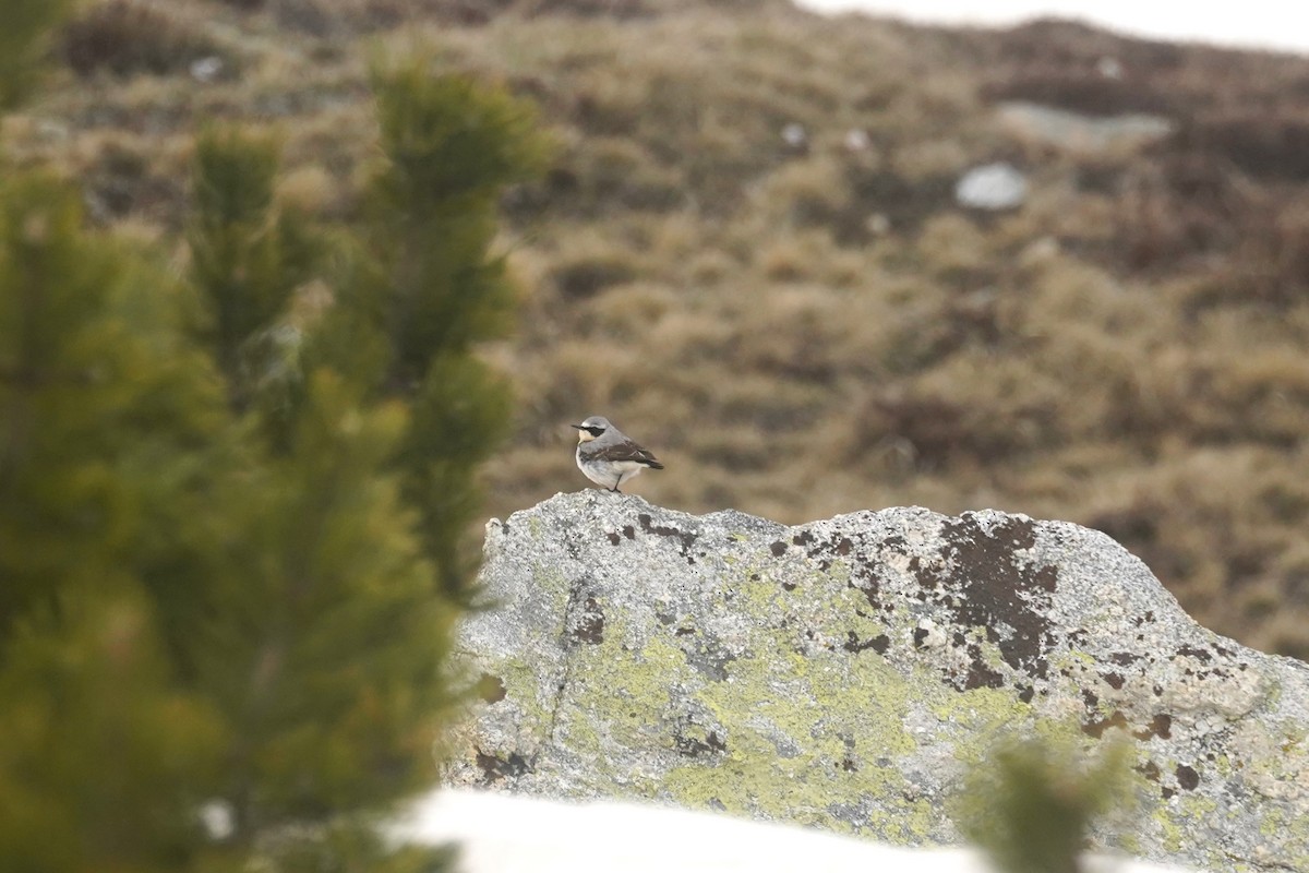 Northern Wheatear - ML636109148