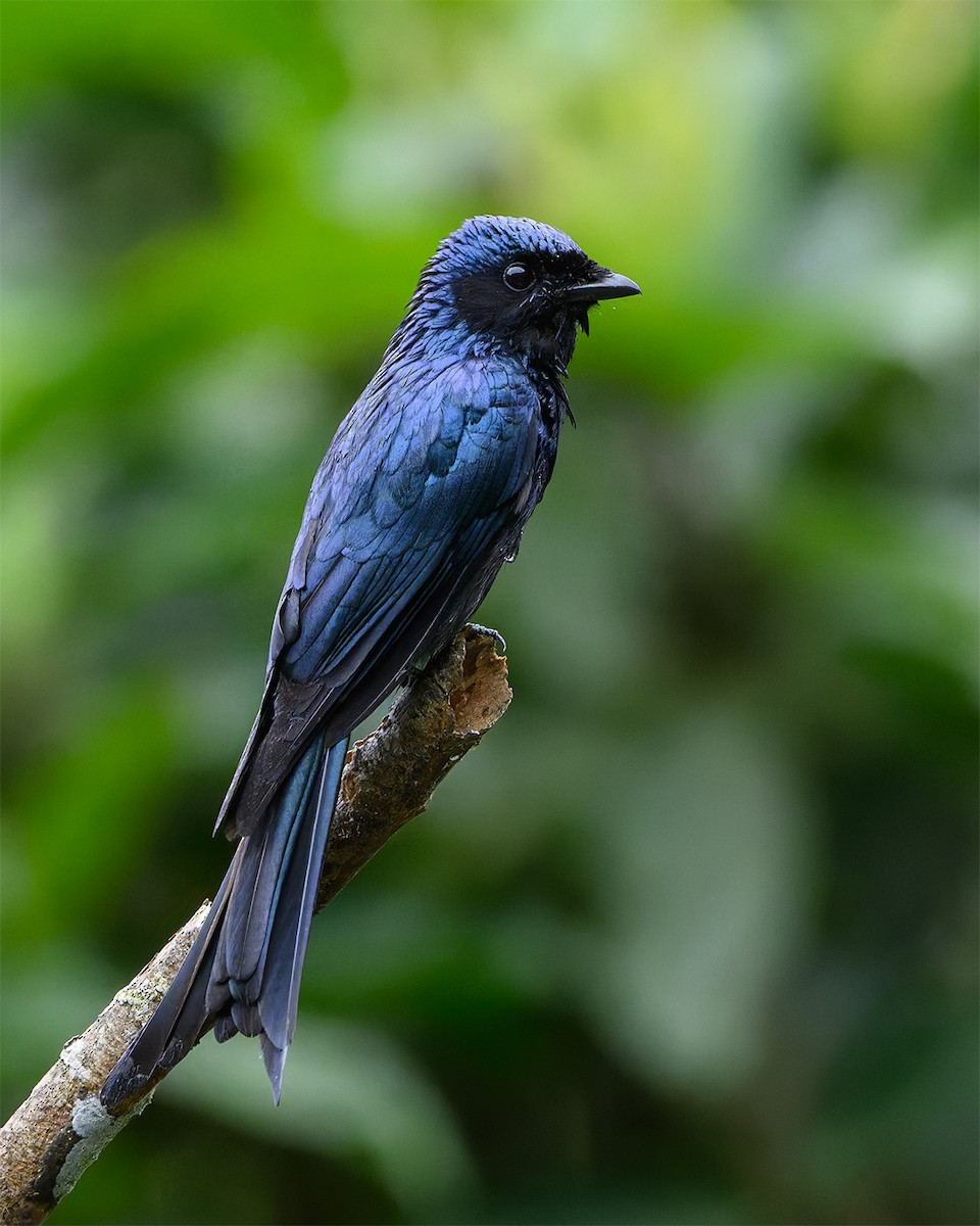 Drongo Bronceado - ML636109211