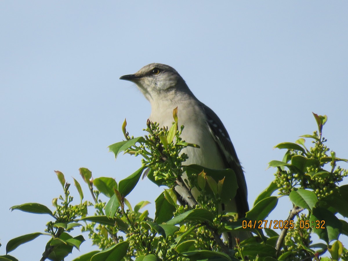 Northern Mockingbird - ML636109251