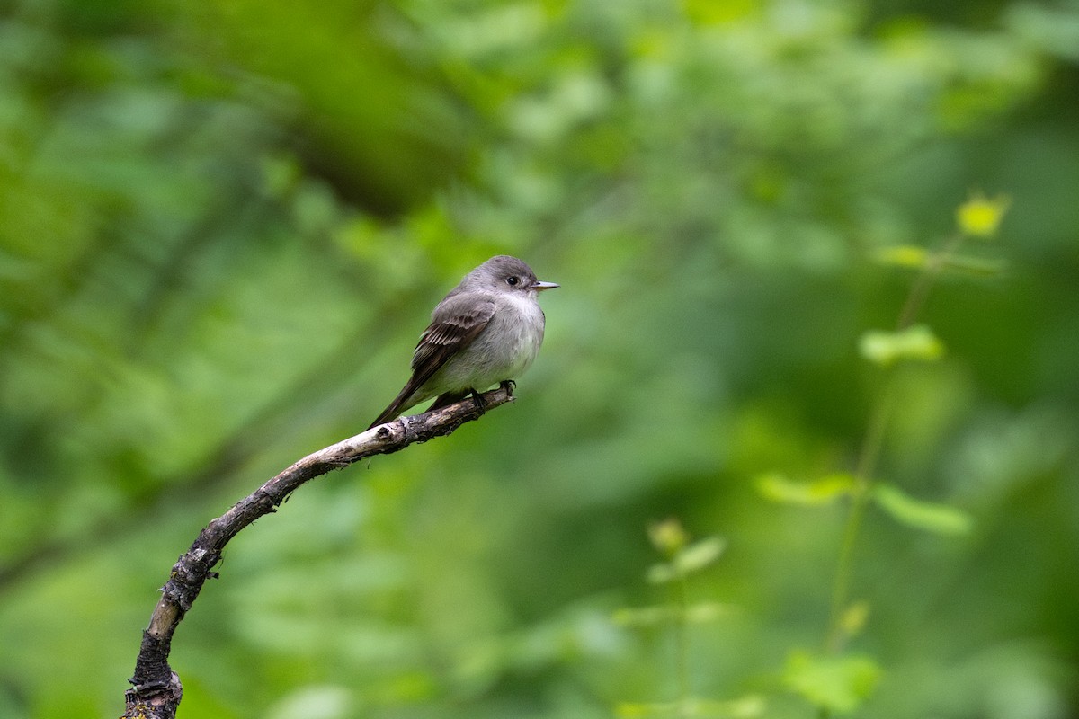 Western Wood-Pewee - ML636109282