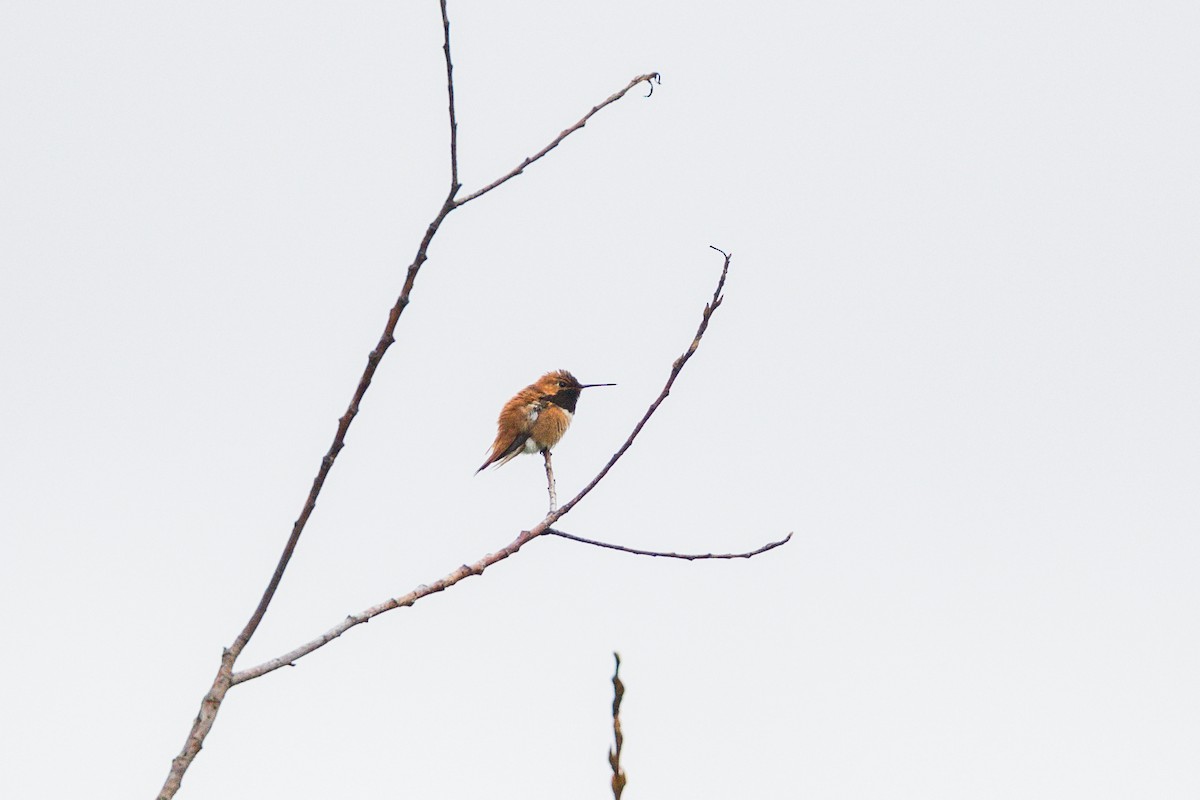 Rufous Hummingbird - ML636109302