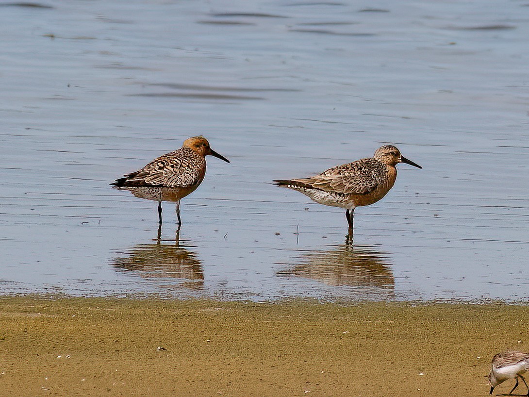 Red Knot - ML636109432
