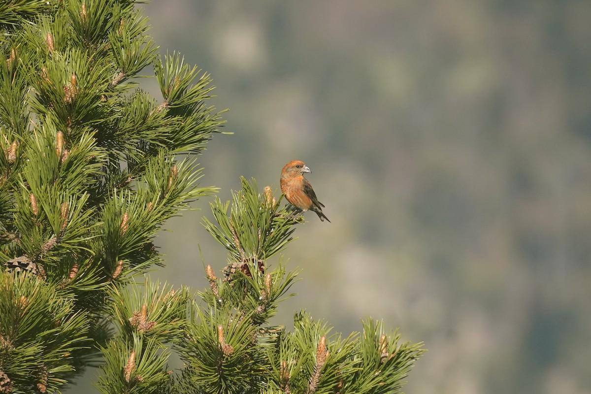 Red Crossbill - ML636109454