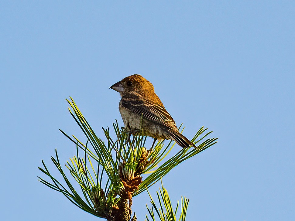 Blue Grosbeak - ML636109501