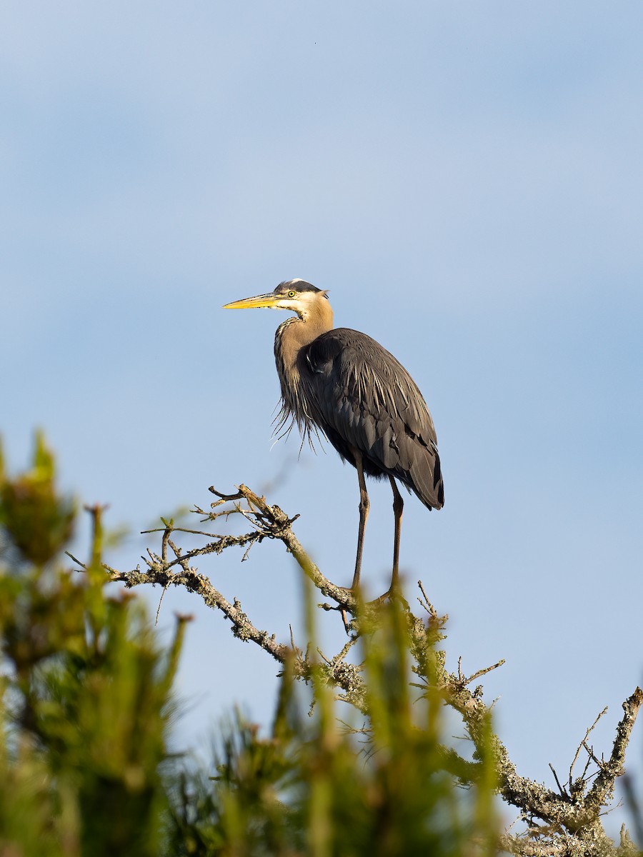 Great Blue Heron - ML636109512