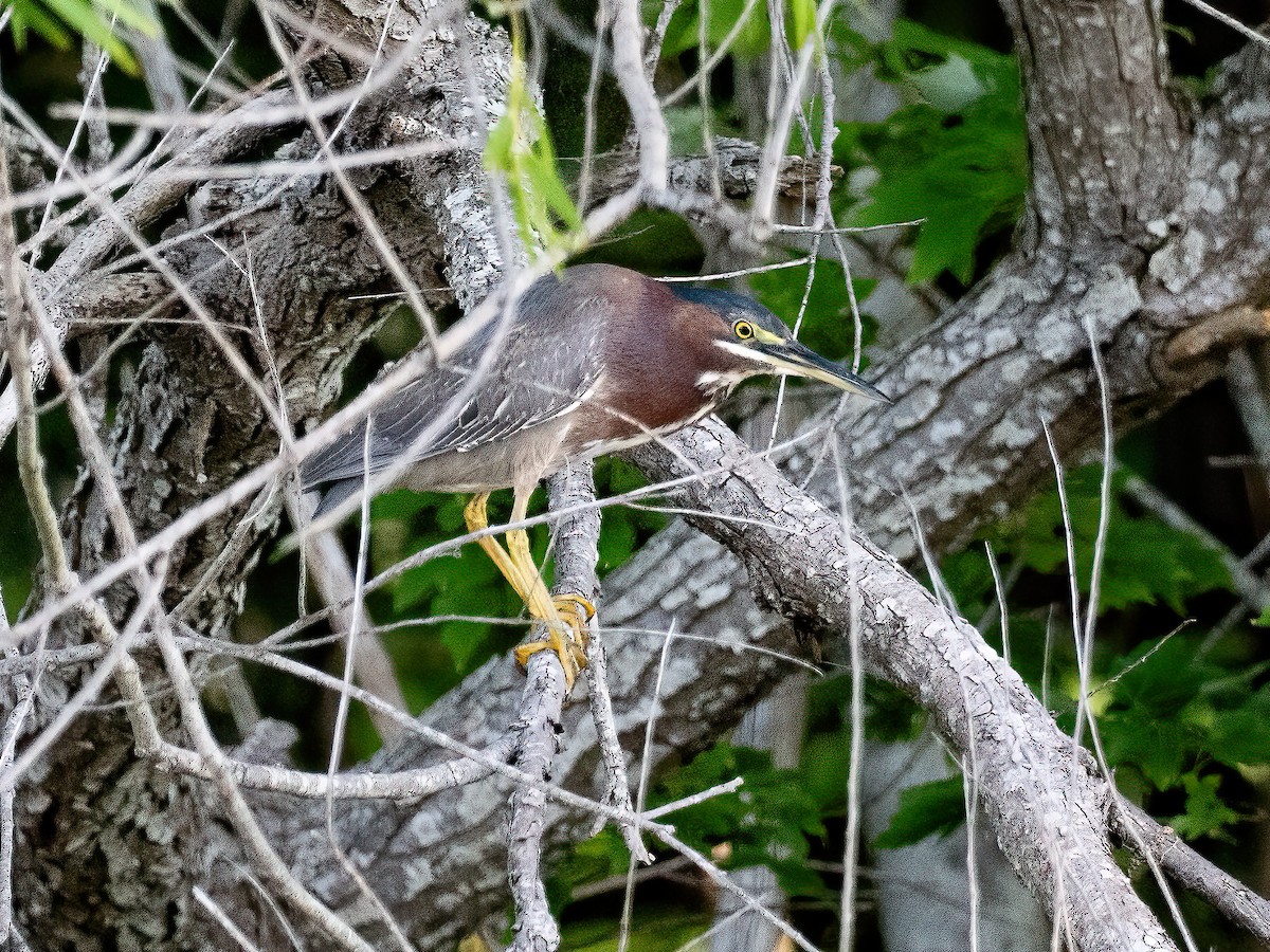 Green Heron - ML636109527