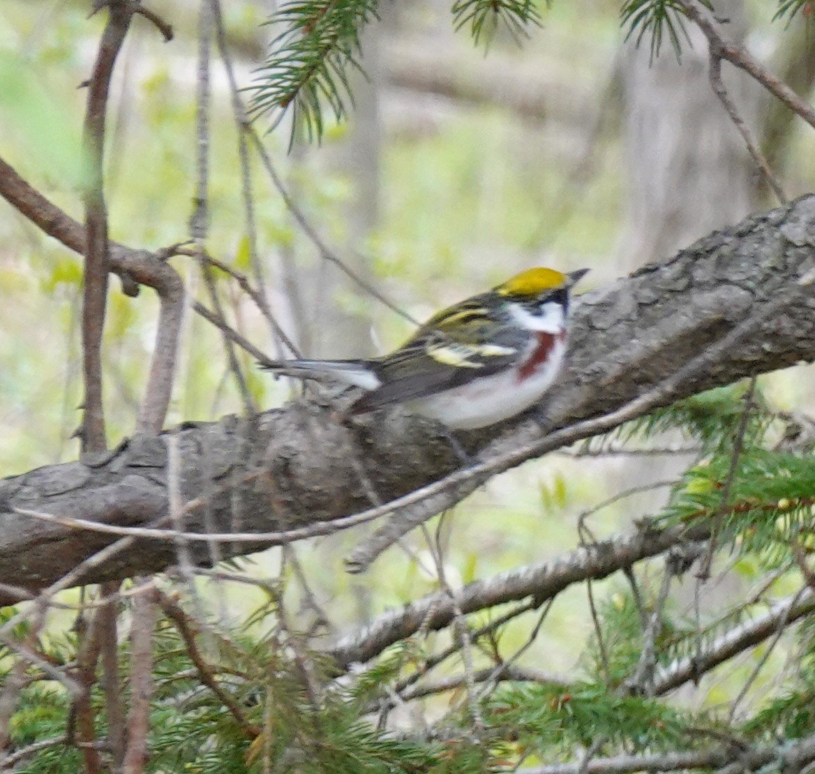Chestnut-sided Warbler - ML636109532