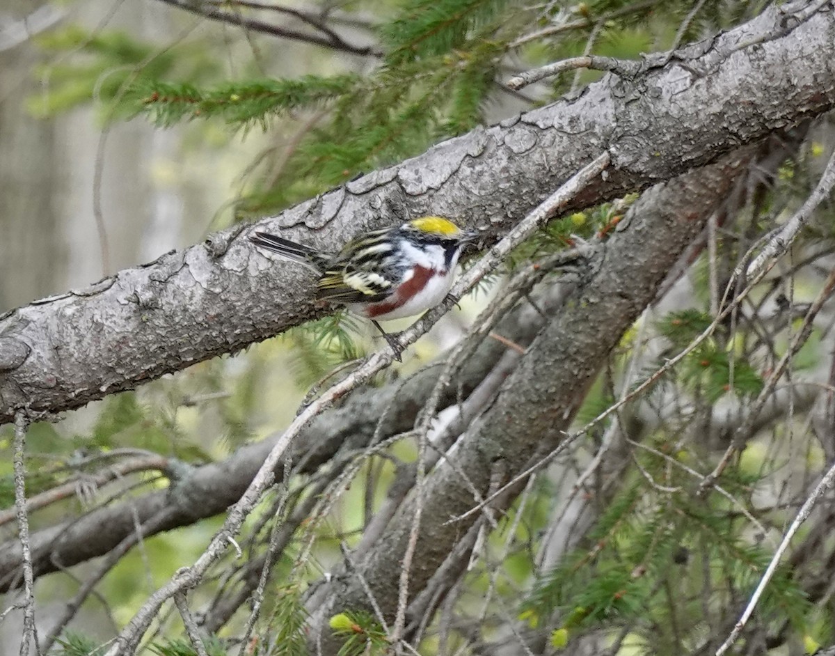 Chestnut-sided Warbler - ML636109533