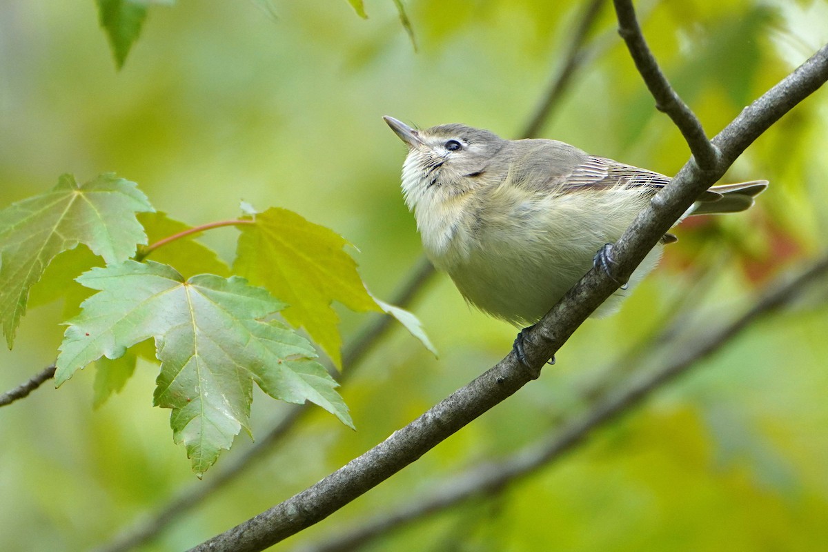 Warbling Vireo - ML636109578