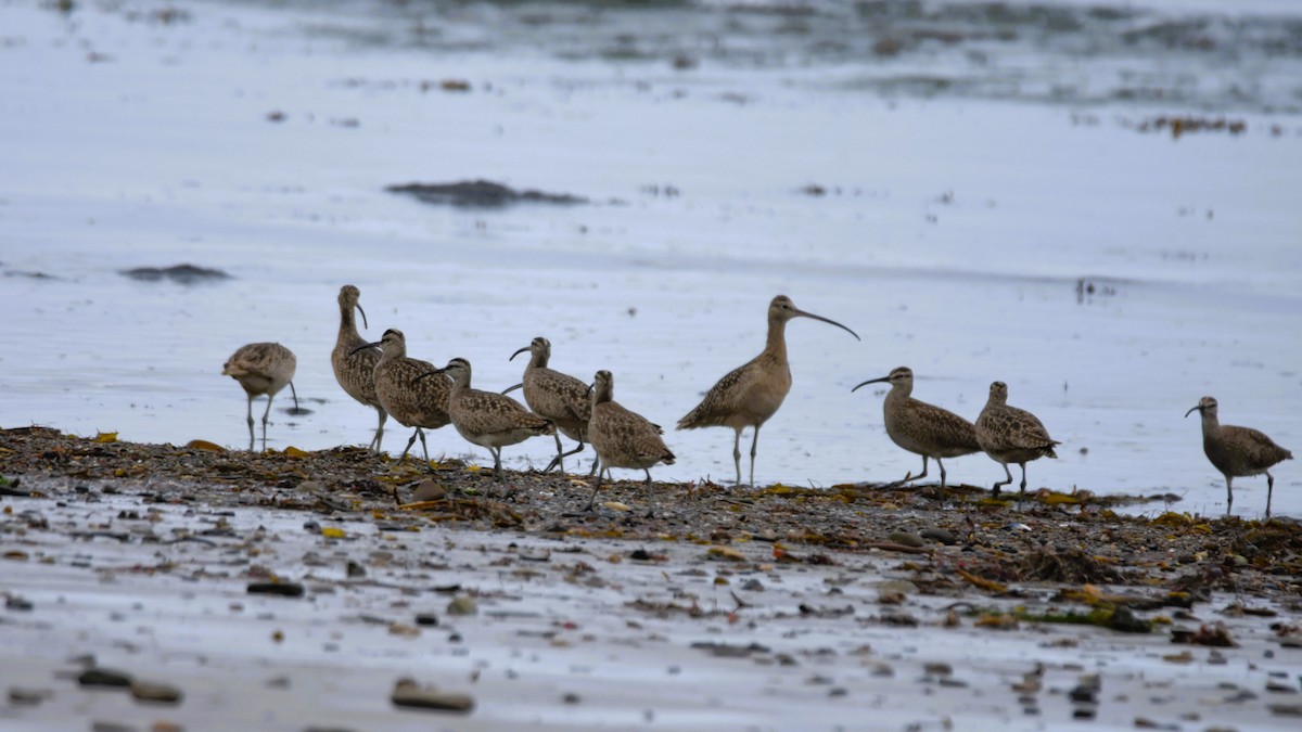 Long-billed Curlew - ML636109625