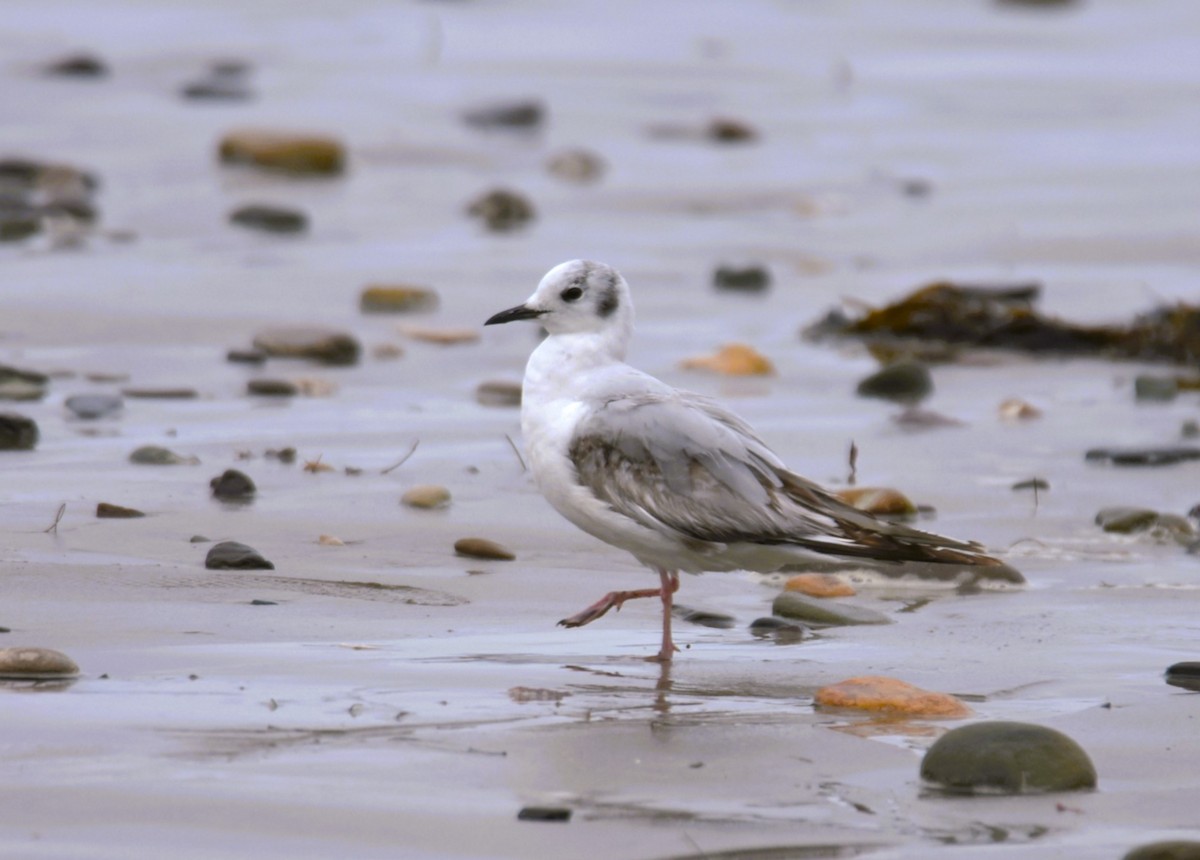 Bonaparte's Gull - ML636109639