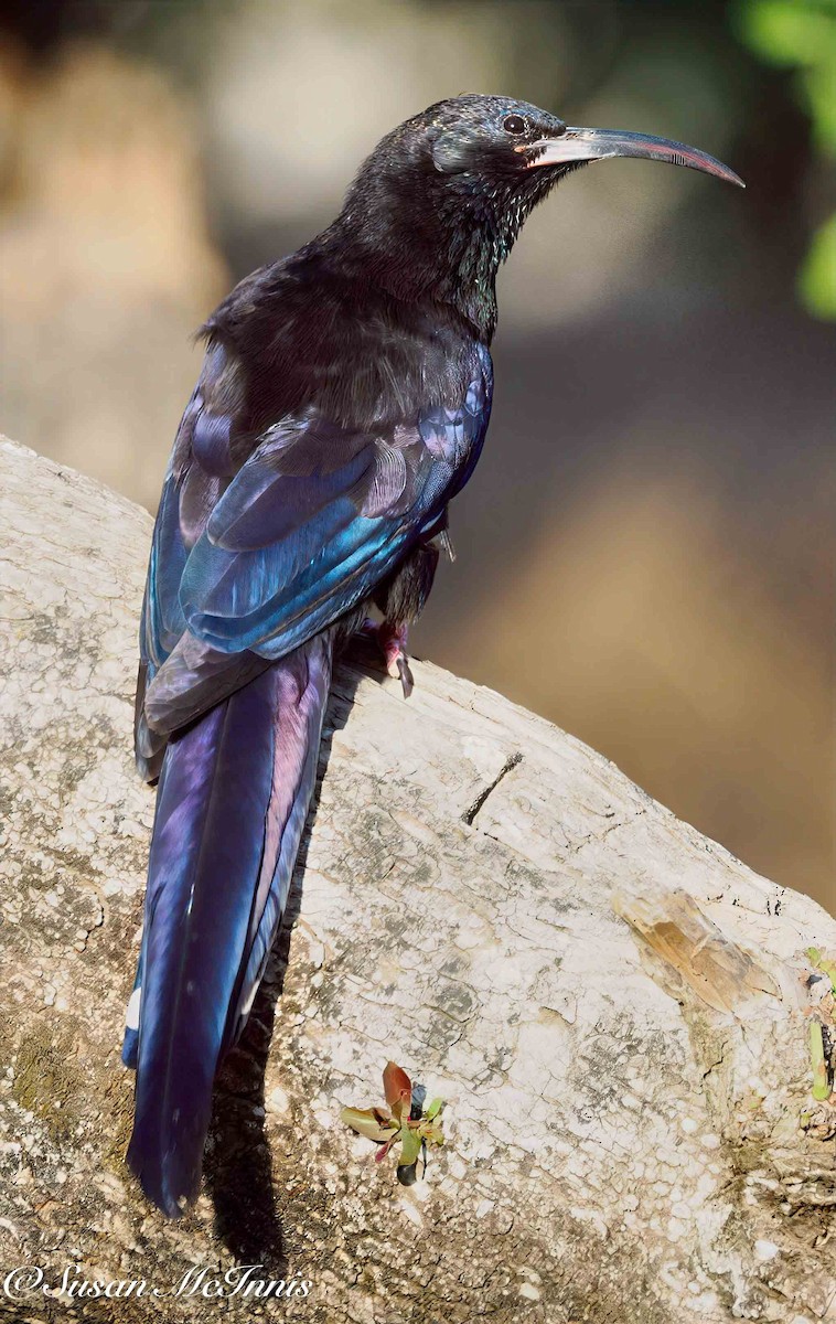 Black-billed Woodhoopoe - ML636109808